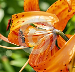 wasp drinks morning dew from the petals of a tiger lily in the garden