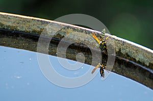 Wasp drinks water