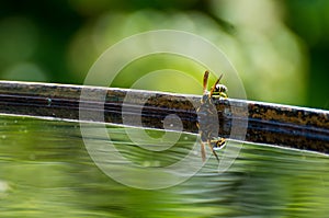 Wasp drinks water