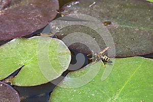 Wasp drinks water in the pond