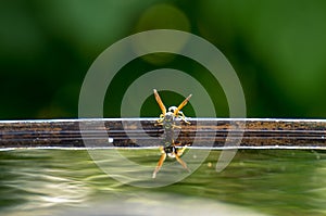 Wasp drinks water