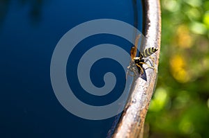 Wasp drinks water
