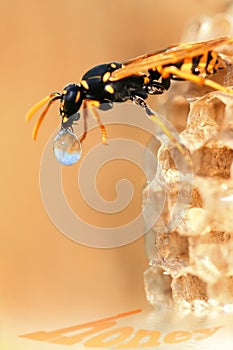 wasp and drop of nectar