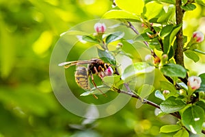 Wasp eat nectar from flowers