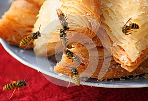 Wasp eat sweets