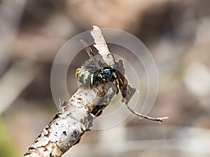 Wasp eating a dried brown leaf in front with bokeh background
