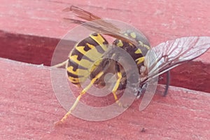 Wasp eating gadfly
