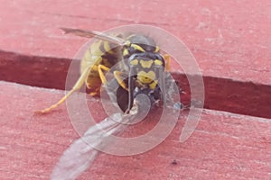 Wasp eating gadfly