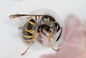 Wasp eating ham on the white plate