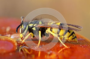 Wasp eating honey