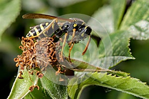 Wasp eating incest photo