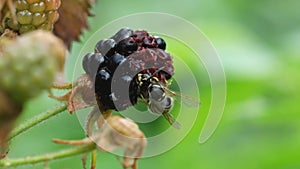 wasp eating a ripe blackberry in the garden