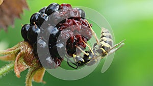 wasp eating a ripe blackberry in the garden. closeup