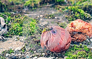 Wasp eating rotten apple
