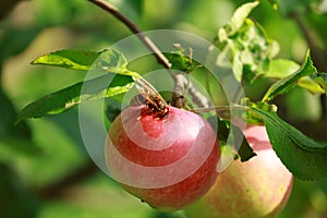 he wasp eats an apple in the garden.