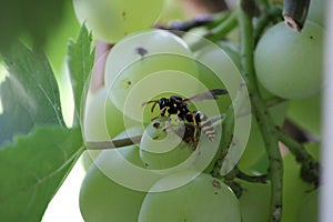 Wasp eats grapes