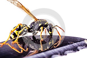 Wasp on the edge of a knife