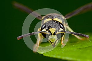 Wasp face