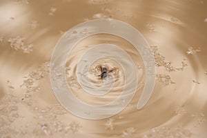 Wasp falling into a muddy puddle of water after rain