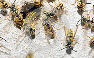 Wasp Family and nest hole