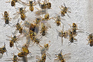 Wasp Family and nest hole