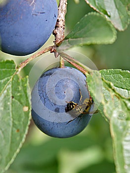 A wasp feasts a plum