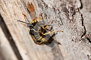 A wasp feeding on dry wood