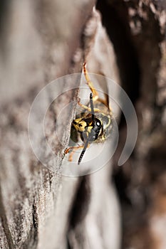 A wasp feeding on dry wood