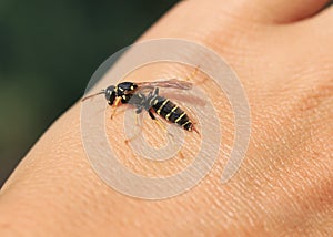 wasp flew to the human hand and took out a sting to bite photo