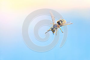 Wasp flies into the sky. macro. background