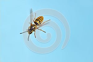Wasp flies into the sky. macro. background