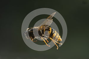 Wasp in Flight - Side View