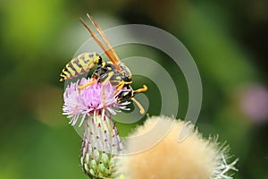 Wasp on a flower