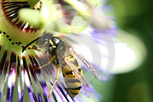 Wasp on flower photo