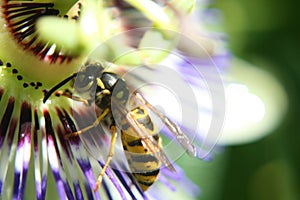 Wasp on flower