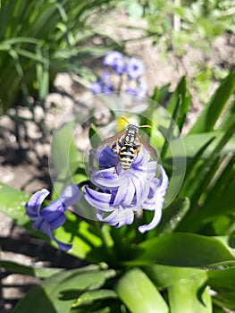 Wasp on the flower