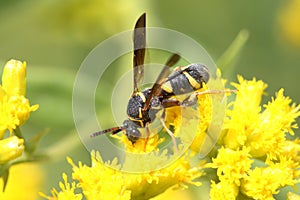 Wasp on a Flower