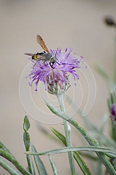 Wasp and a Flower in Arkutino Nature Reserve, Bulgaria