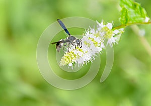 Wasp on the flower of a mint plant