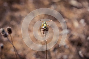 Wasp photo