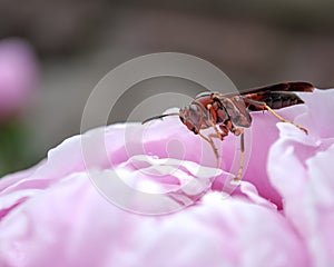 Wasp on the flower