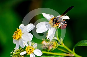 WASP ON FLOWER WITH A RED SAC ON TAIL