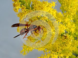 wasp on flowers