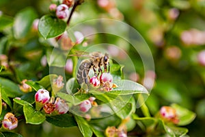 Wasp in the flowers