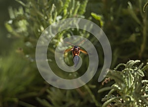 Wasp flying backwards