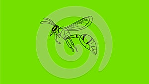 Wasp Flying Drawing 2D Animation