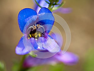 Wasp in Foothill Penstemon, Penstemon heterophyllu