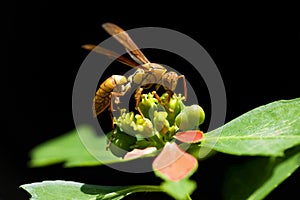 Wasp foraging