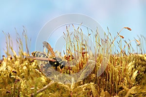 Wasp in forest on fresh green lush moss. Macro