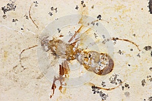 Wasp fossil